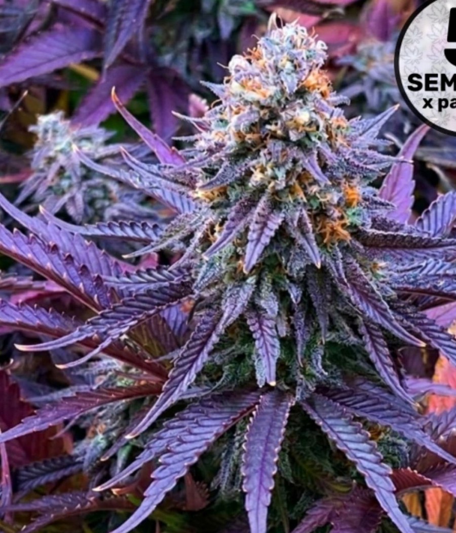 Semillas Blue Dream - Cannativa