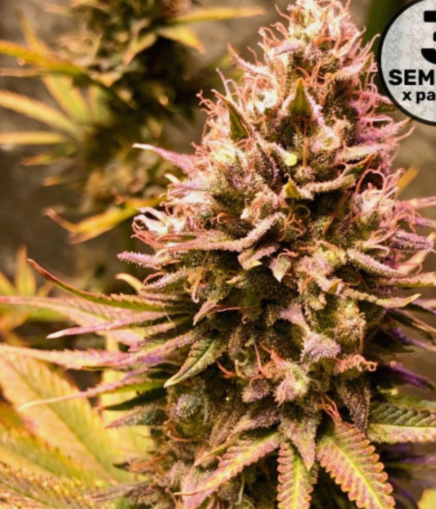 Semillas Critical - Cannativa