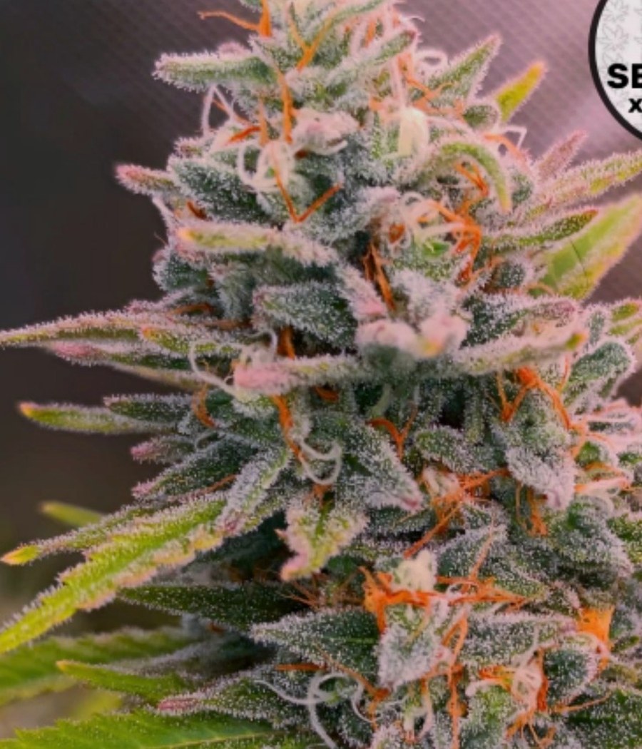 Semillas Gelato - Cannativa