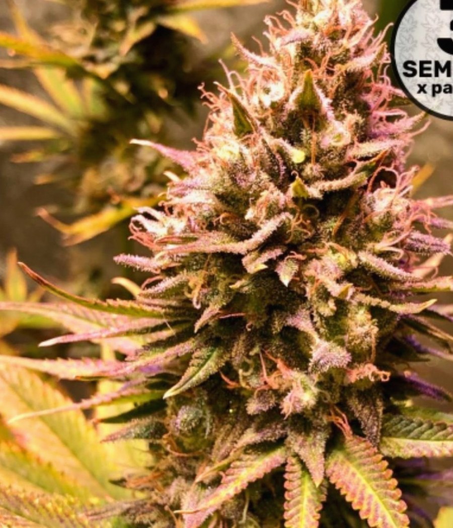 Semillas Gorilla Cookies Auto - Cannativa