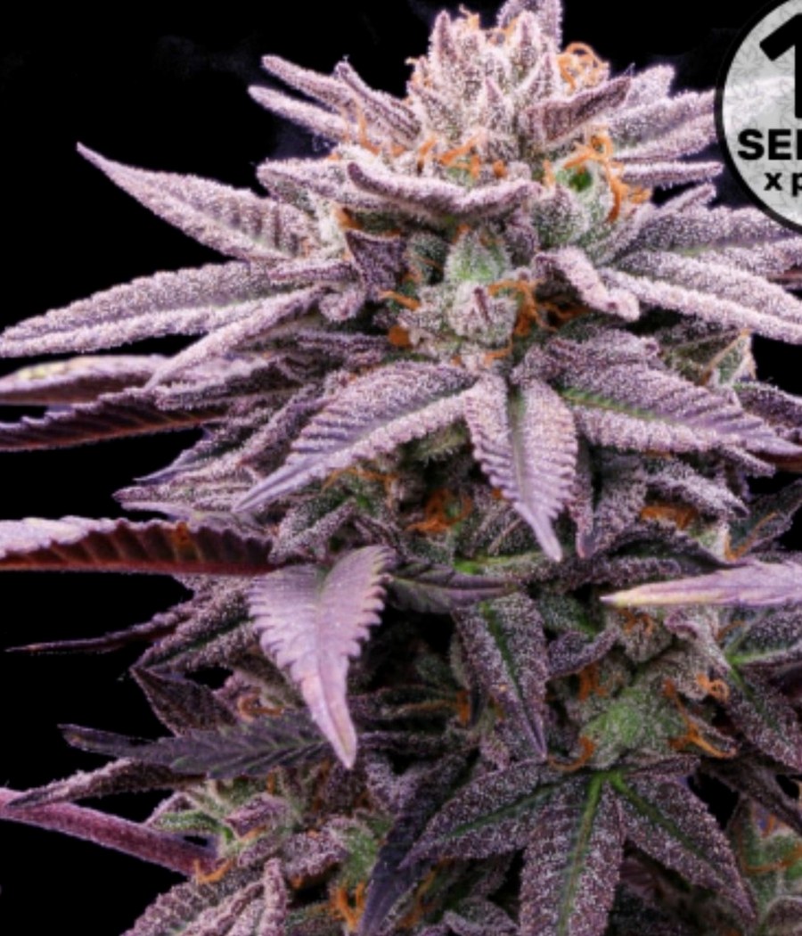 Semillas Jack Herer - Cannativa