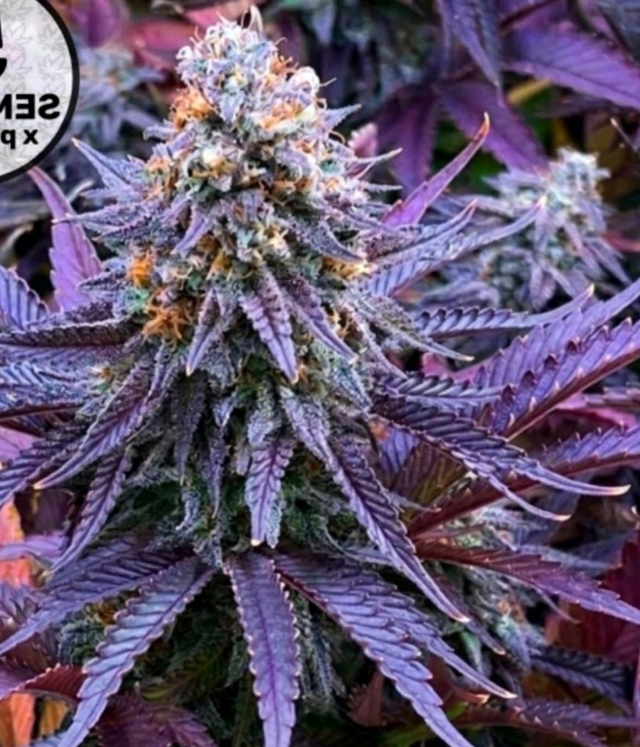 Semillas Jamaican - Cannativa