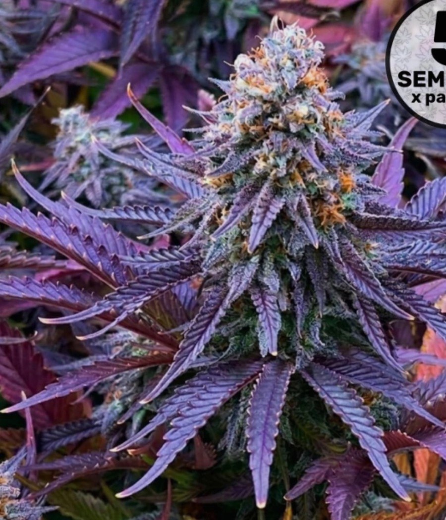 Semillas Lemon Haze - Cannativa