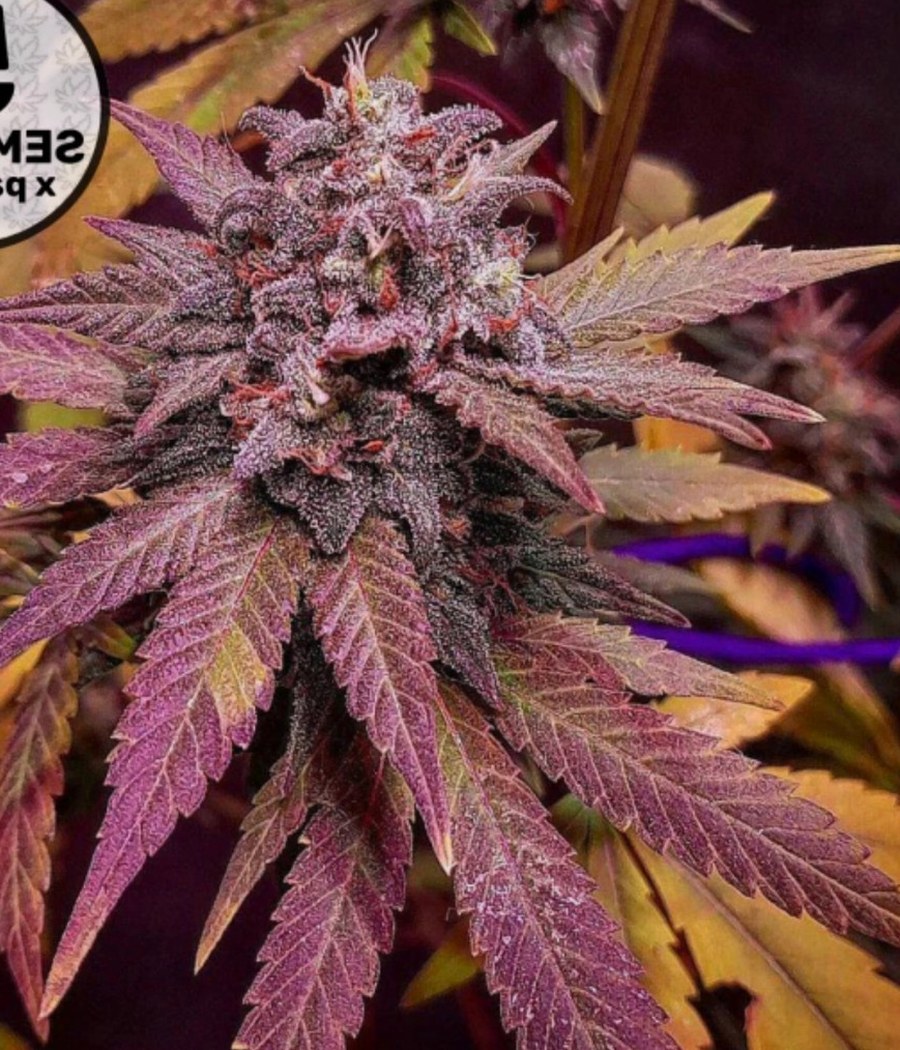 Semillas Moby Dick Auto - Cannativa