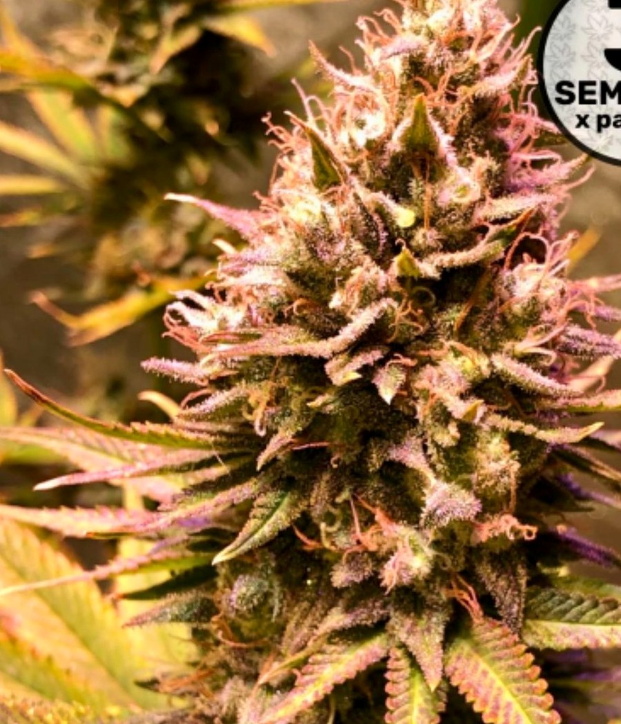 Semillas Northern Lights - Cannativa