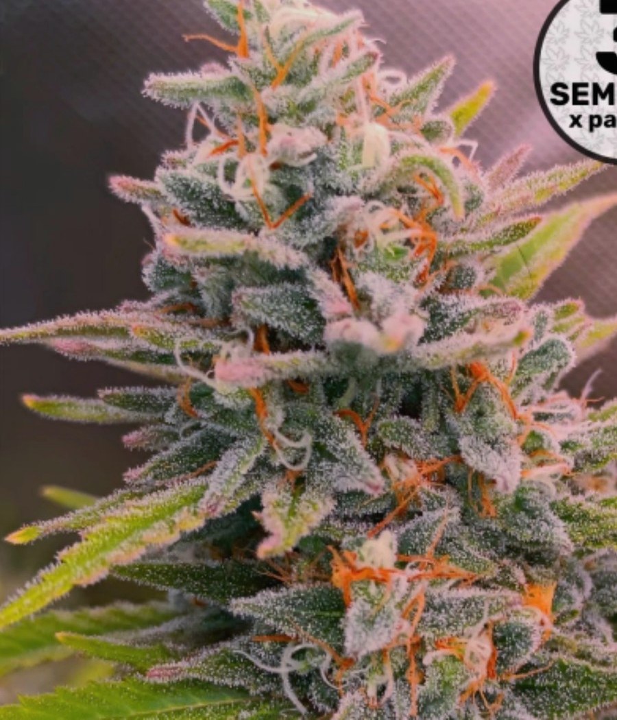 Semillas OG Kush - Cannativa