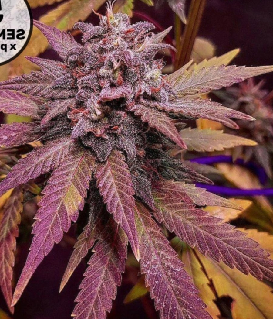 Semillas Purple Haze - Cannativa