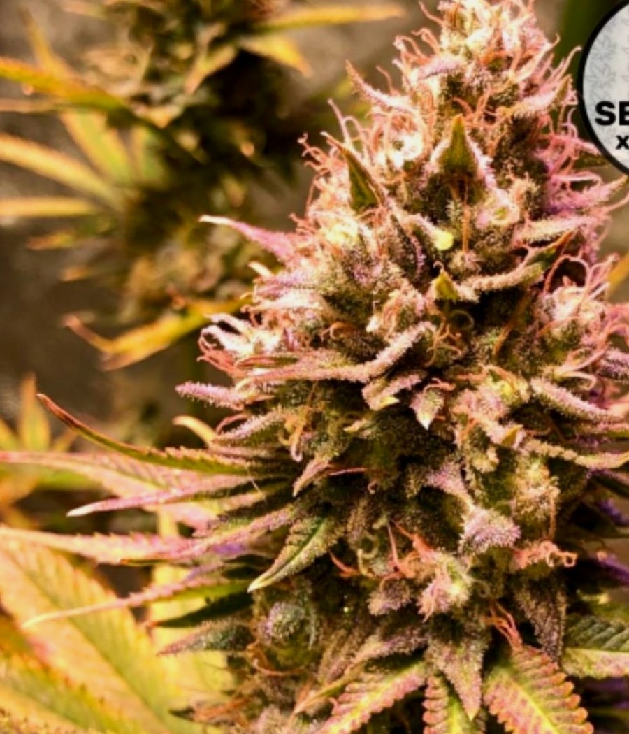 Semillas Skunk #1 - Cannativa