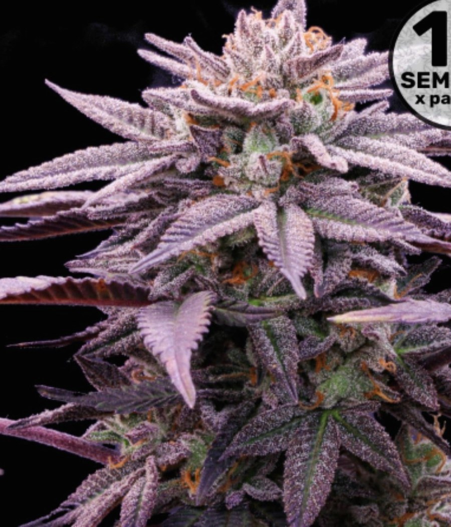 Semillas Sour Diesel - Cannativa