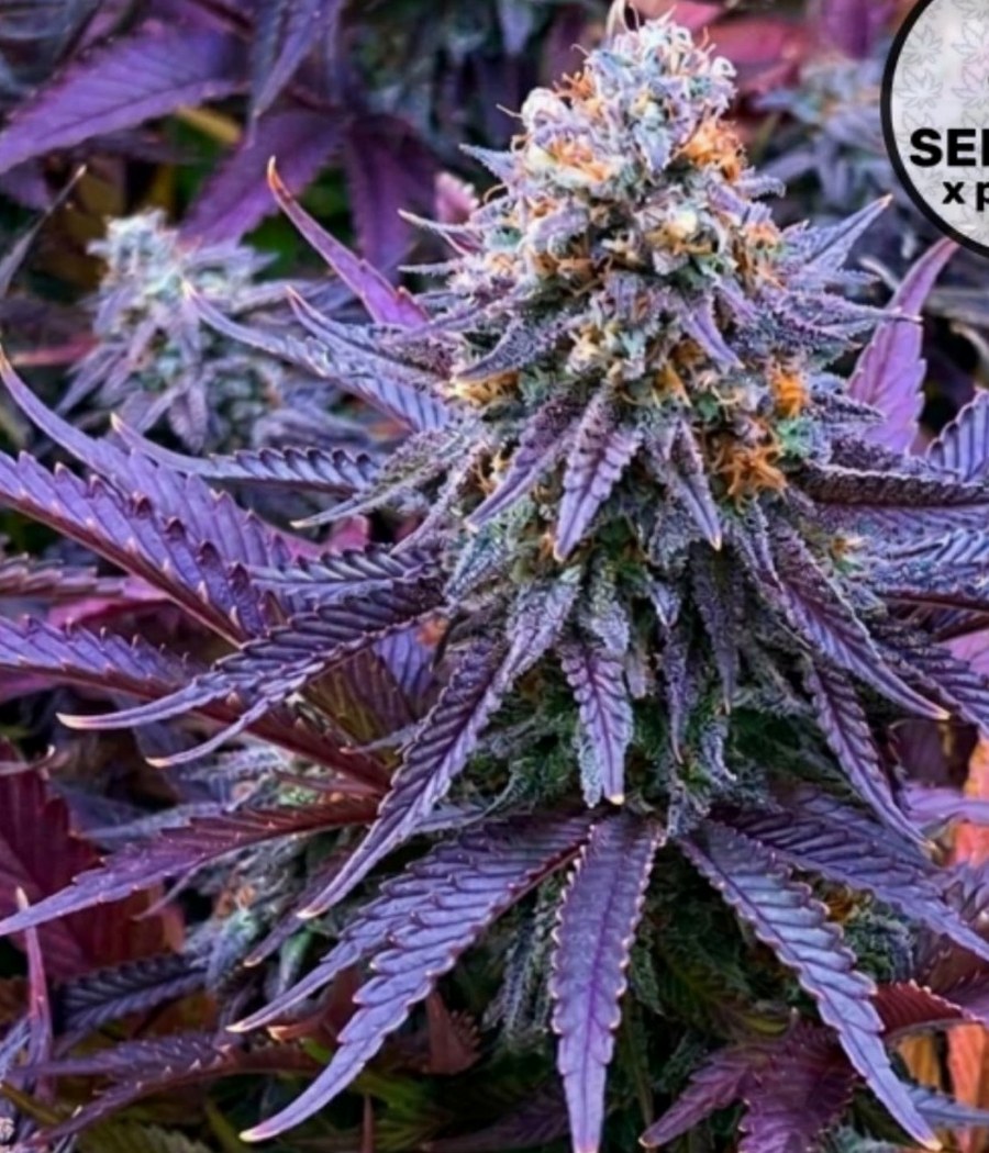 Semillas White Widow - Cannativa