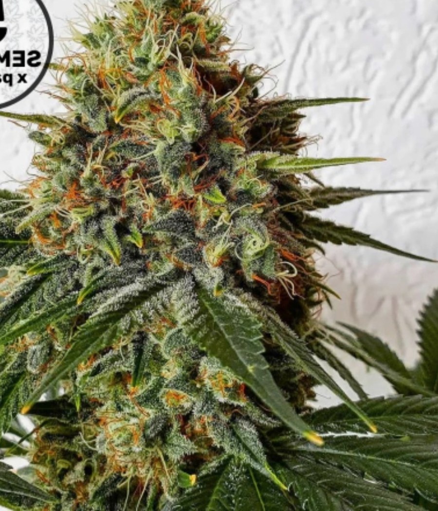 Semillas Zkittlez Auto - Cannativa